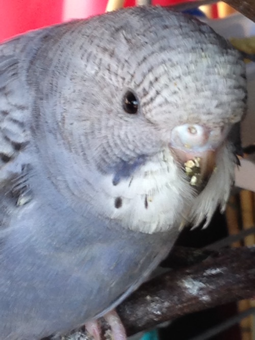 sesso pullo blu